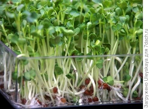 Семена овощных культур: сроки хранения и посева, условия проращивания семян