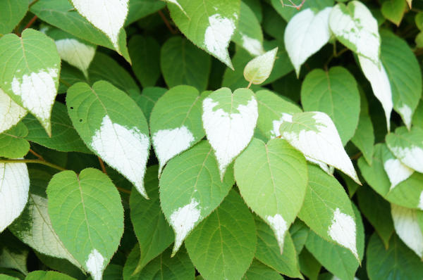 Витамины на кусте: особенности выращивания актинидии, лимонника и барбариса