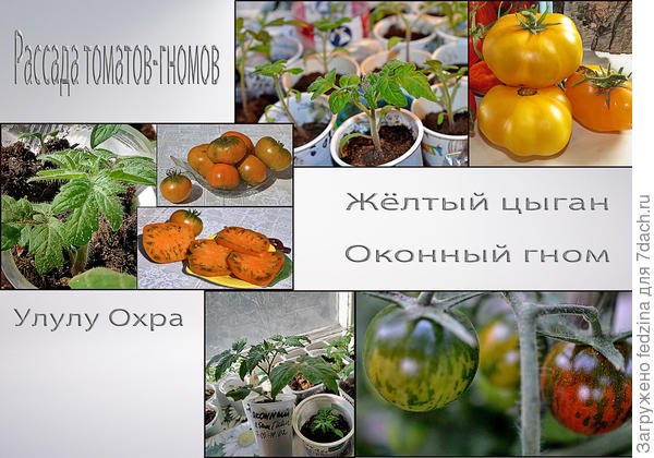 Томаты-гномы, не вытягивающиеся в рассаде