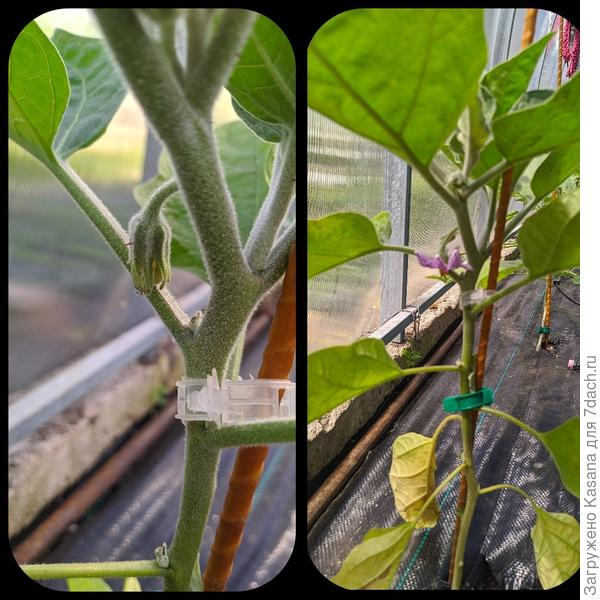 Мой опыт выращивания овощей от &laquo;Партнер&raquo;: томат 'Желтая империя' F1, баклажан 'Эпик' F1 и перец сладкий 'Ливадия' F1