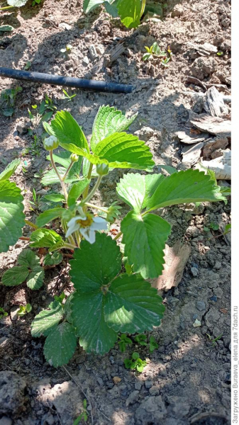 Плодово-ягодные растения: что и как растет в засушливом климате. Уход. Фото