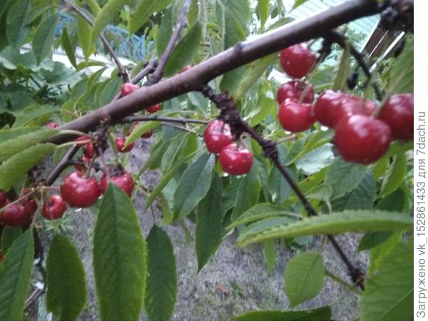 Мой опыт выращивания плодовых на севере Ленобласти