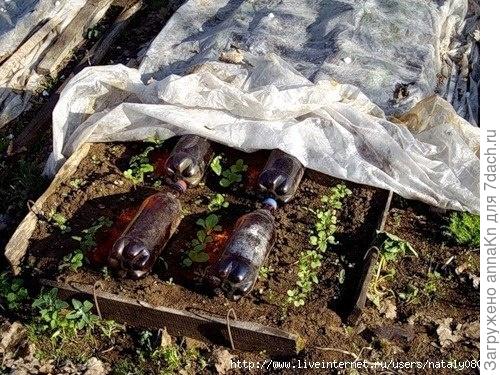 Пластиковые бутыли с водой подогреют грядки