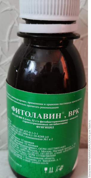 Лечение болезней плодовых деревьев. Бактериальный ожог груши