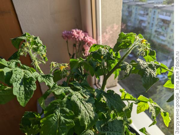 Цветут на окне огурцы, томаты, горошек. Фото