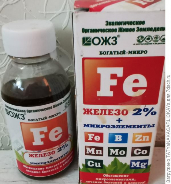 Защита и лечение плодовых деревьев от заболеваний. Ржавчина на яблоне