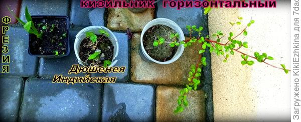 Приехал заказ из "Никитского сада". Отзыв с фото
